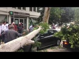 Amasyada Firtina Agaclari Araclarin Uzerine Devirdi Arac Firtinalar