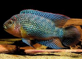 Jack Dempsey Fish Care Size Tankmates Breeding Natural Habitat Jack Dempsey Fish Cichlid Fish Aquarium Fish