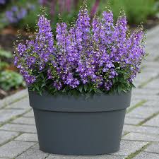 Image result for Angelonia