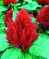 Celosia Argentea Planting Flowers Beautiful Flowers Plants
