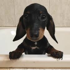 Adorable Black And Tan Dachshund Puppy Dachshund Dog Grooming Dog Grooming Pet Grooming Puppy Grooming Pet Hygiene Products Dachshund Hygiene And Groomin Dachshund Dog Silly Dogs Kittens And Puppies