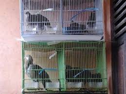 Ishak Juragan Cemani Ayam Hutan Hijau Kwalitas Sangat Lumayan Jinak Mulus Dan Tanpa Cacat Hijau Ayam Hutan