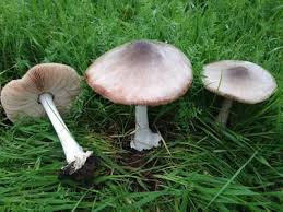 Image result for Bulbostylis megastachys