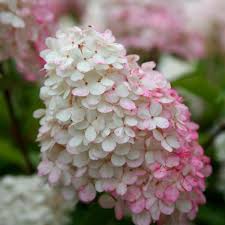 Image result for hydrangea paniculata vanille fraise