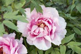 Pfingstrosen Pflanzen Und Pflegen Das Haus In 2020 Pfingstrosen Pflanzen Pflanzen Garten Pflanzen