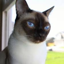 Heather Burden (hburden)