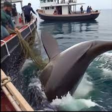 They Tried to Rescue the Shark… But Seconds Later, It Did the Unthinkable.  Watch: https://en33.usnews.uk/20284/ - Made with AI | HOME IDEA | Facebook