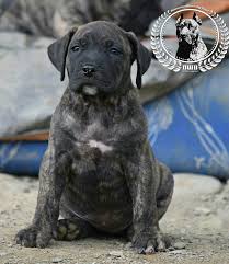 Presa canario puppies, presa canario breeders, presa canario puppies for sale de presa canario breeders, perro de presa canario puppies, perro de presa canario rescue, dcca, d.c.c.a. Puppies Presa Canario Kennel