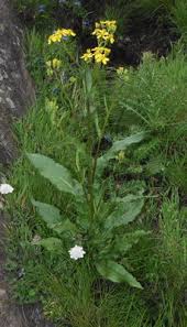 Image result for Senecio inornatus