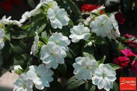 Elle commercialise aussi des produits et services complémentaires au jardin. Jardin Du Sud Propose Des Impatiens De Nouvelle Guinee De Differents Coloris Fleurs Pepiniere Ollioules Toulon San Jardin Du Sud Nouvelle Guinee Guinee