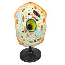 Jun 15, 2020 · the latest tweets from nudo【メンズコスメ/メンズメイク】 (@nudo_cosmetics). Animal Cell Model Plant Anatomy Classroom Teaching Aids Supplies Accessories Aliexpress