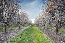 In late spring, it litters the ground with perfumed petals, while beautiful. Forever Almond Orchard Central Valley California Central Valley California Agriculture Central Valley California