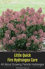 Little Quick Fire Hydrangea Care All About Growing Panicle Hydrangea Quick Fire Hydrangea Panicle Hydrangea Hydrangea Care
