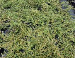 Image result for Cyperus kirkii
