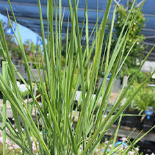 Image result for Panicum novemnerve