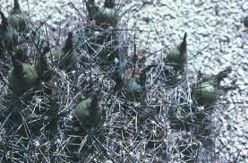 Propagating succulents — needles + leaves. Bunched Cory Cactus Federal State Listed Plants Of Texas
