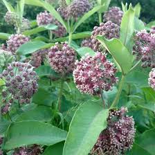 Common Milkweed Asclepias Syriaca High Country Gardens