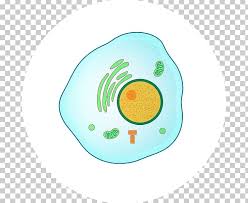 In order for a cell to move from interphase into the mitotic phase, many internal and external conditions must be met. Prophase Interphase Mitosis Metaphase G1 Phase Png Clipart Anaphase Cell Cell Cycle Chromosome Circle Free Png