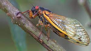 There are seven species of periodical cicadas that have lifespans of 17 years (3 species) or 13 years (four species) spread out across the eastern half of the. Periodical Cicadas Overrun The Forest Planet Earth Bbc Earth Youtube
