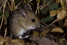 Through their urine, they spread leptospirosis, which leads to kidney and liver failure and other cardiovascular problems. Bi State Wildlife Hotline Inc Bi State Wildlife Hotline Inc