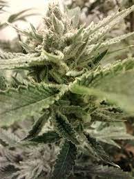 Red Headed Stranger Aka Rhs Marijuana Strain Information Leafly