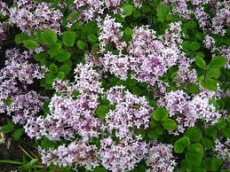 Image result for Jasminum meyeri-johannis