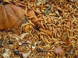 How To Raise Mealworms Tenebrio Molitor Everyone Who Has A Small Flock Of Chickens Should Raise Mealworms Not Bec Meal Worms Raising Chicken Feed Meal Worms