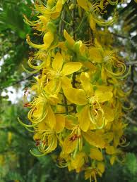 Image result for Cassia ferruginea