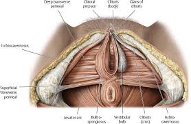 The lower left quadrant of the human body holds several major organs, including the small intestine, the colon, the left ureter and several parts of the female reproductive. Reproductive Organs Atlas Of Anatomy