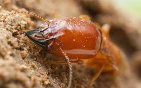 Termite Treatment Phoenix Amera Pest Control