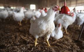 Gambar ayam sabung philipina : Filipina Lupus Hampir 39 000 Ayam Untuk Bendung Selesema Burung Free Malaysia Today Fmt