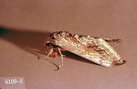 Tobacco hornworm moths have 6 orange spots on their abdomen, and tomato hornworm moths have 5 spots. Tomato Tomato Hornworm Pacific Northwest Pest Management Handbooks