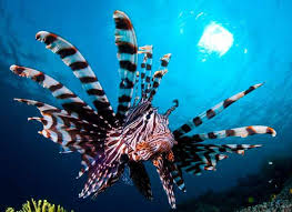 Check spelling or type a new query. Common Lionfish The Australian Museum