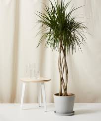 Image result for dracaena