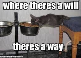 Where There S A Will There S A Way Funny Animals Funny Animal Pictures Cute Funny Animals