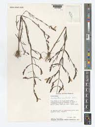 Image result for Aeollanthus neglectus