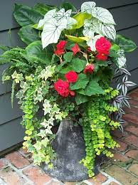 Something Different For Sure Container Gardening Plants Garden Containers