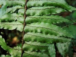 Image result for Arthropteris