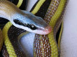 Image result for Rinorea laurentii