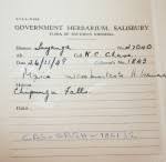 Image result for Myrica chimanimaniana