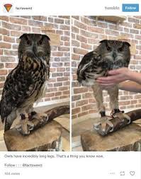 17 Tumblr Posts That Are Funny But Will Also Teach You Some Shit Cute Funny Animals Funny Animals Animals