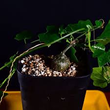 Image result for Cyclantheropsis parviflora