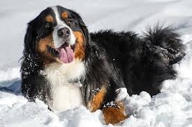 Bernese Mountain Dog Puppy All Black Happy Bernese Mountain Dog In Winter Snow By Gary Whitton Bernese Mountain Dog Black Labrador Dog Dogs
