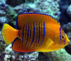 Some live far, far away. The Most Exotic Salt Water Fish Ocd Reefs