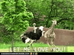 Dog chasing tail gifs tenor. Animal Gifs Don T Run Away From My Love I Can Has Cheezburger