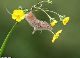 Be certain to maintain a clean and tidy yard and garden space. Photographer Captures Harvest Mice Playing Among The Flowers Daily Mail Online