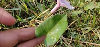 Image result for Ipomoea blepharophylla