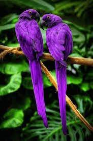 Android Phone Wallpaper Hd 1080p 3d Wallpapers Colorful Birds Beautiful Birds Pretty Birds