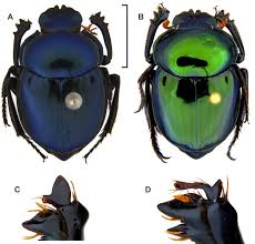 Image result for Canthium bugoyense