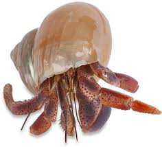 Hermit crab has to get a new house after he outgrows the latest. Hermit Crab Habitat Kit Live Hermit Crabs Crabitat Supplies Nature Gift Store